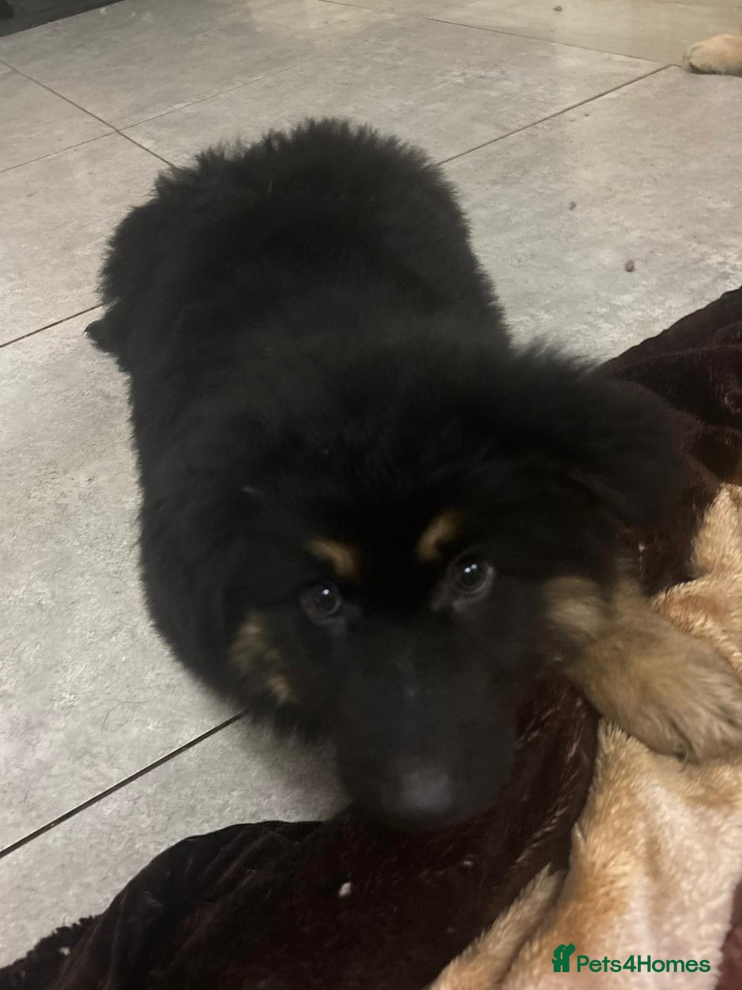 German Shepherd dogs for sale: 2 German Shepard boys  - Advert 8