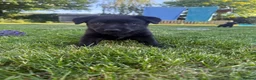 Borador dogs for sale: Labrador x collie puppies  - Advert 10