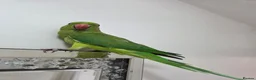 Ringnecks birds for sale: Hand-Reared Baby. R Ringnecks  for Sale  - Advert 6