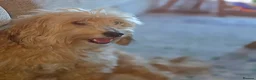 Mixed Breed dogs for sale: One female puppy left  - Advert 2
