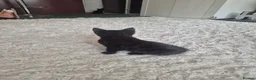Mixed Breed cats for sale: 2 Boy Kittens in Mitcham - Advert 10