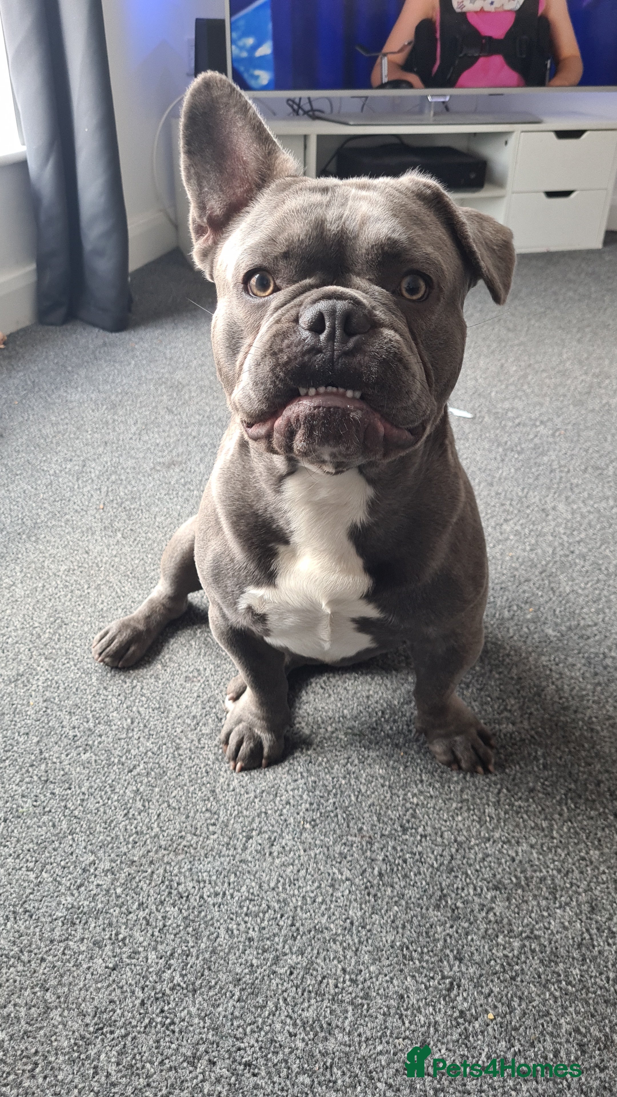 French Bulldog dogs Male and female french bulldogs in Blackpool - Advert 2