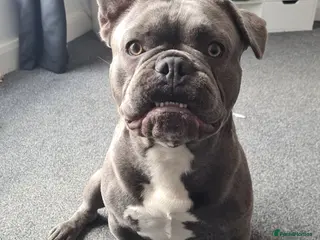 French Bulldog dogs Male and female french bulldogs in Blackpool - Advert 2