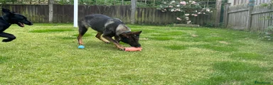 German Shepherd 2