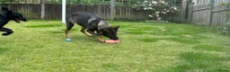German Shepherd dogs for sale: German shepherd  in Mansfield - Advert 3