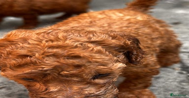 Toy Poodle dogs - Advert 9