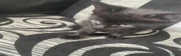 Mixed Breed cats for sale: 5 male 1 female kittens  - Advert 5