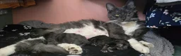 Maine Coon cats for sale: 2 Maine Coone Kittens for sale - Advert 6