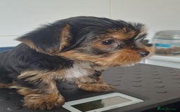 Yorkshire Terrier dogs for sale: Last boy available! - Image 6