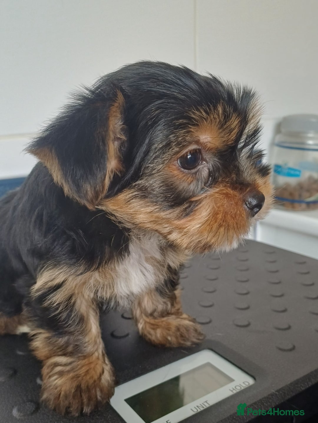 Yorkshire Terrier dogs for sale: Last boy available! - Image 6