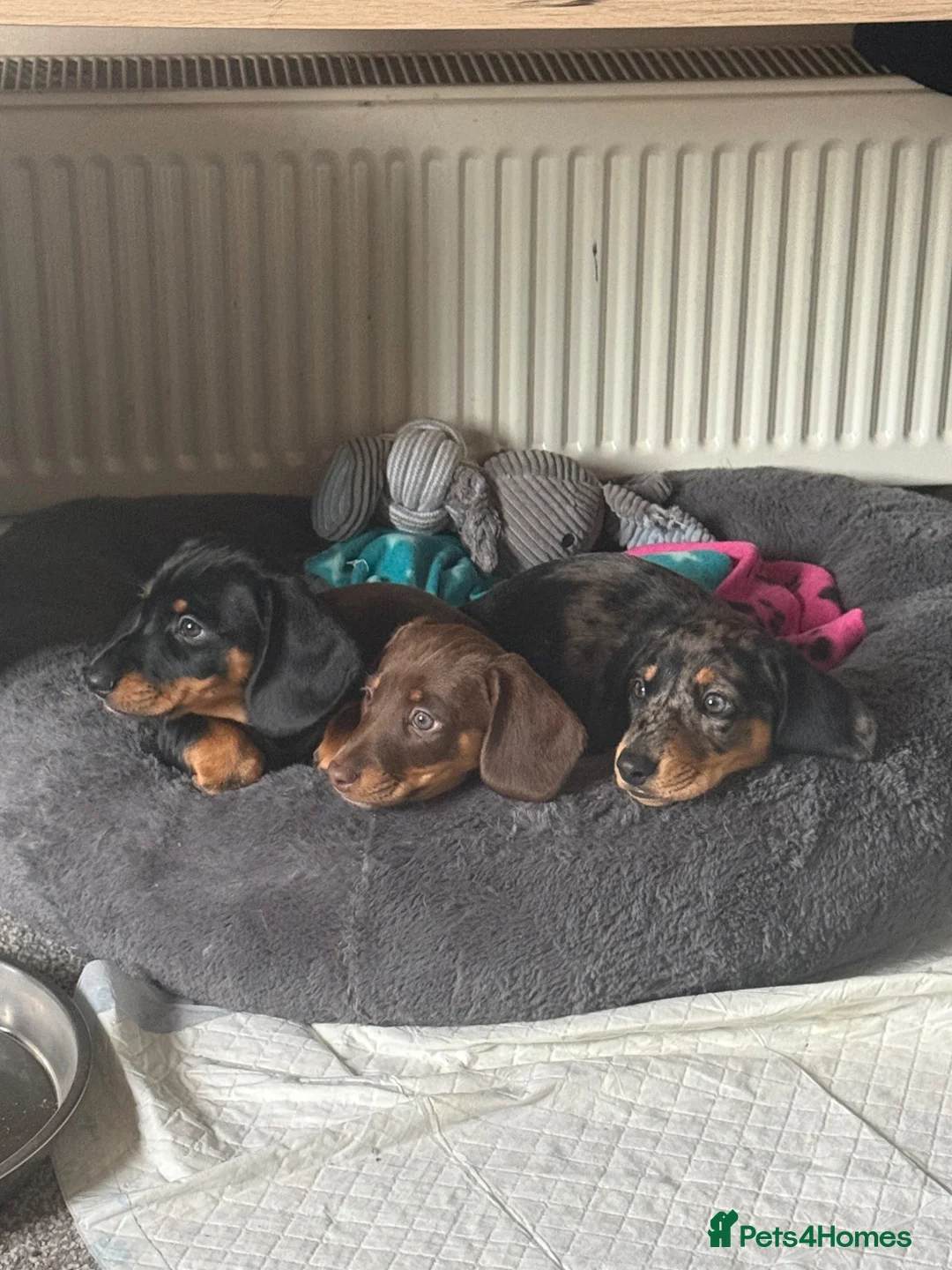 Dachshund dogs for sale: Brown dachshund puppy left  in Bristol - Advert 2