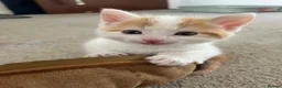 Mixed Breed cats for sale: Male ginger and white kitten - Advert 15