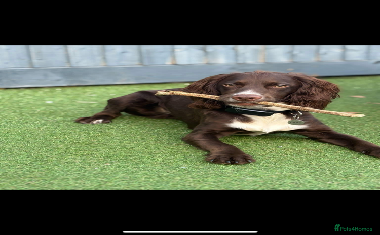 Cocker Spaniel dogs - Advert 15