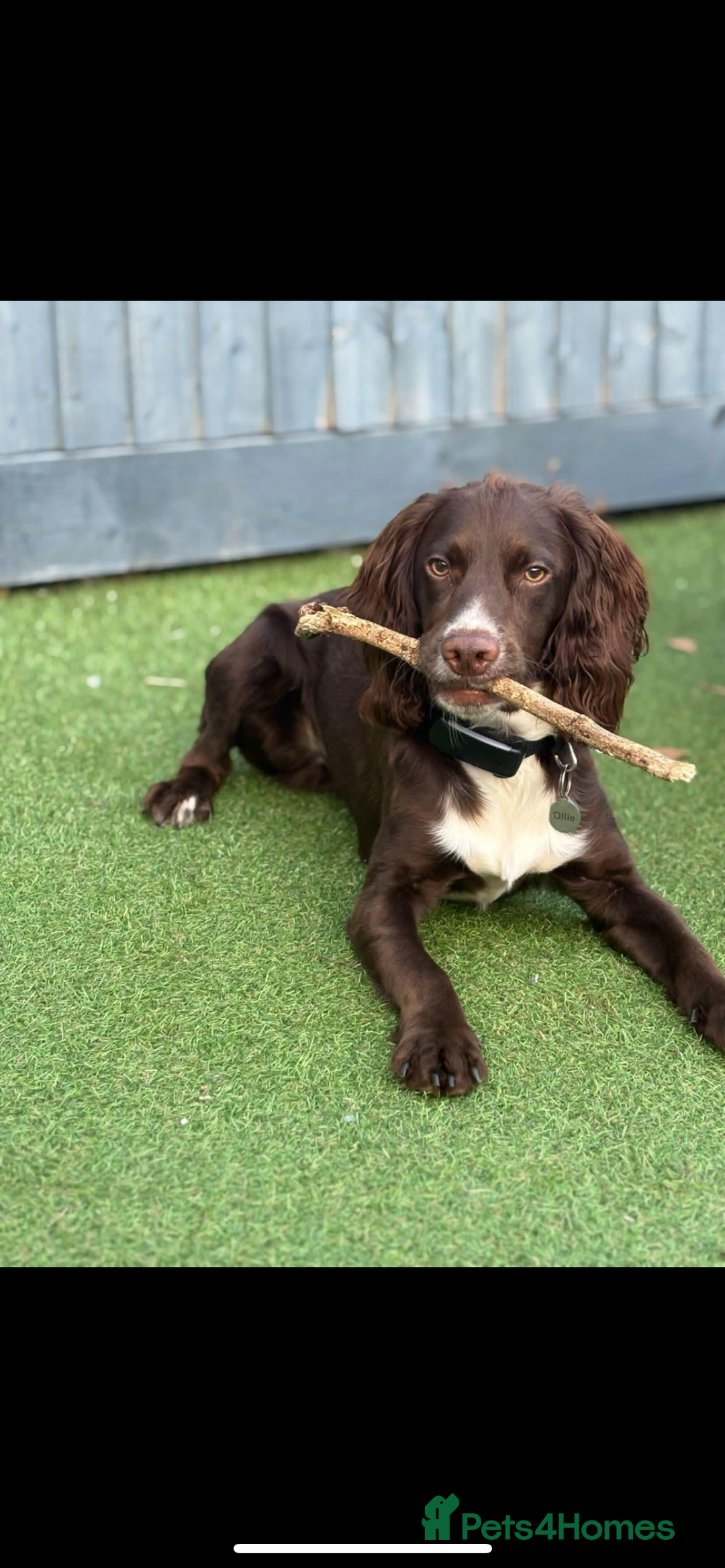 Cocker Spaniel dogs for sale: Cocker spaniel male for sale - Image 2