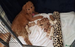 Labradoodle dogs for sale: Labradoodle puppies - Image 1