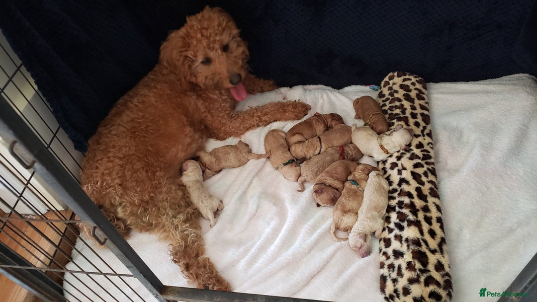 Labradoodle dogs for sale: Labradoodle puppies - Image 1