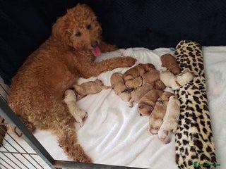 Labradoodle dogs - Advert 32