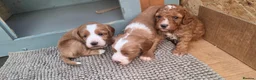 Cockapoo dogs for sale: Beautiful F1b Cockapoo Puppies – Caernarfon - Advert 31