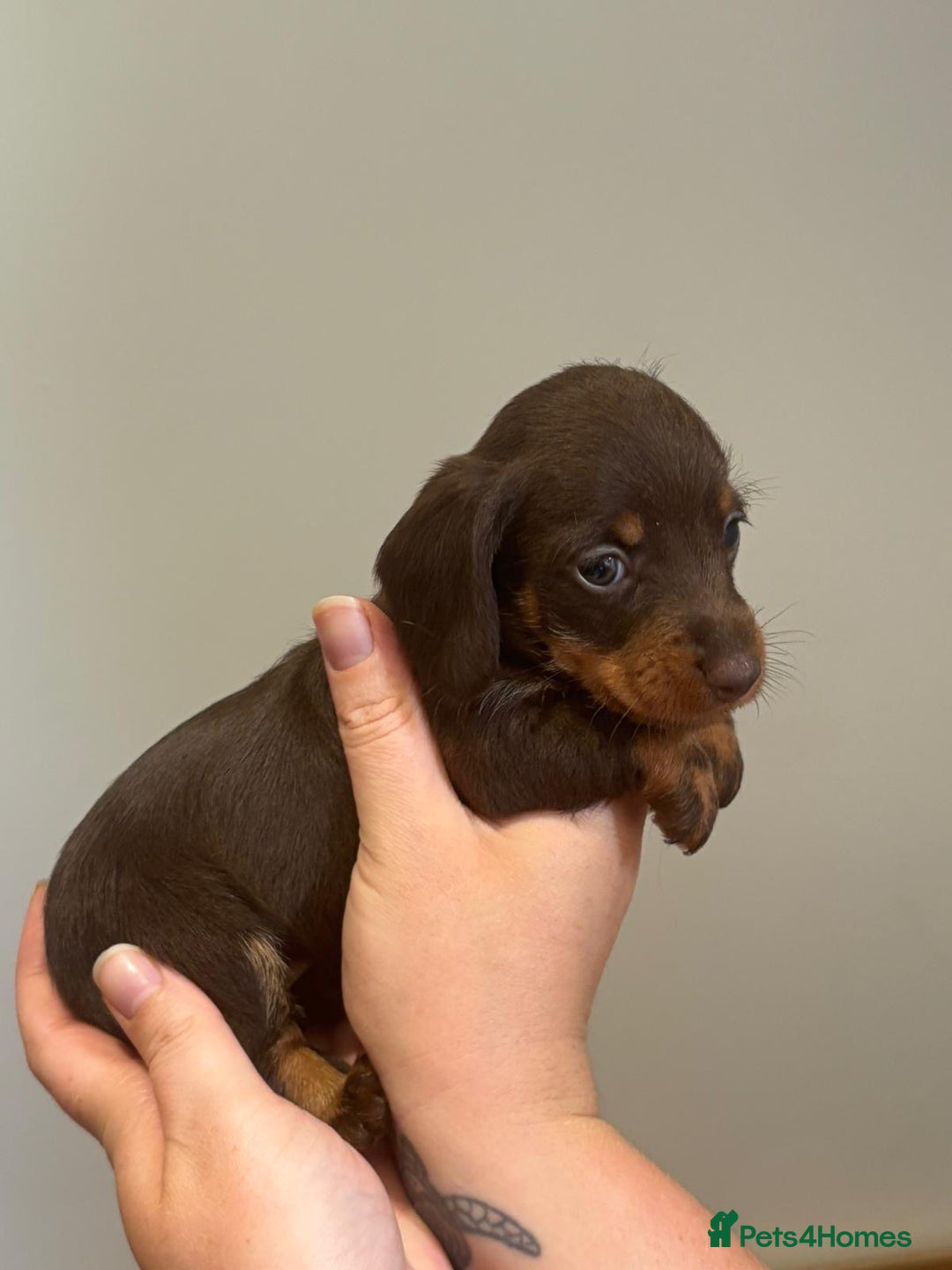 Miniature Dachshund dogs for sale: ✨BEAUTIFUL SILVER DAPPLE BOY✨ in Ripon - Image 20