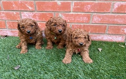 Toy Poodle dogs for sale: Adorable Deep Red Toy Poodle Puppies Available! 🐾 - Image 5