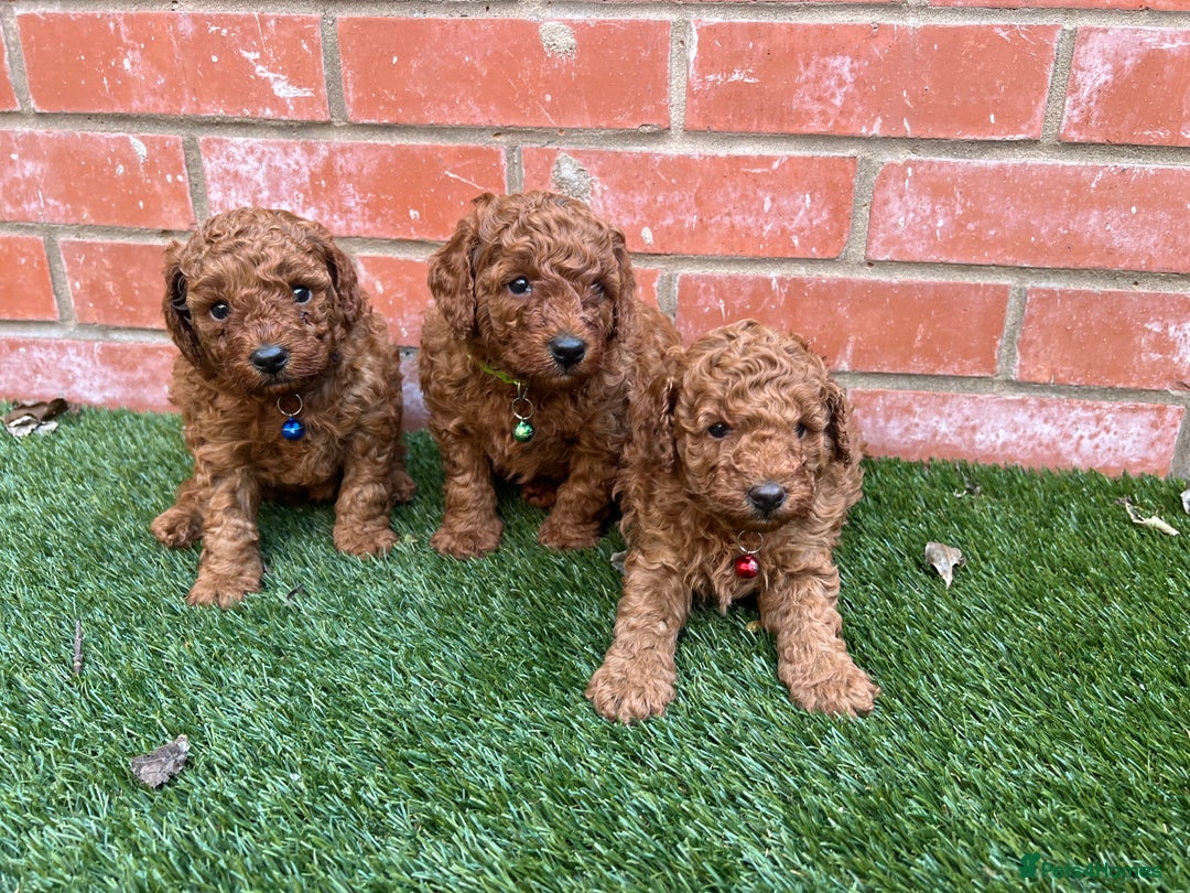 Toy Poodle dogs for sale: Adorable Deep Red Toy Poodle Puppies Available! 🐾 - Image 5