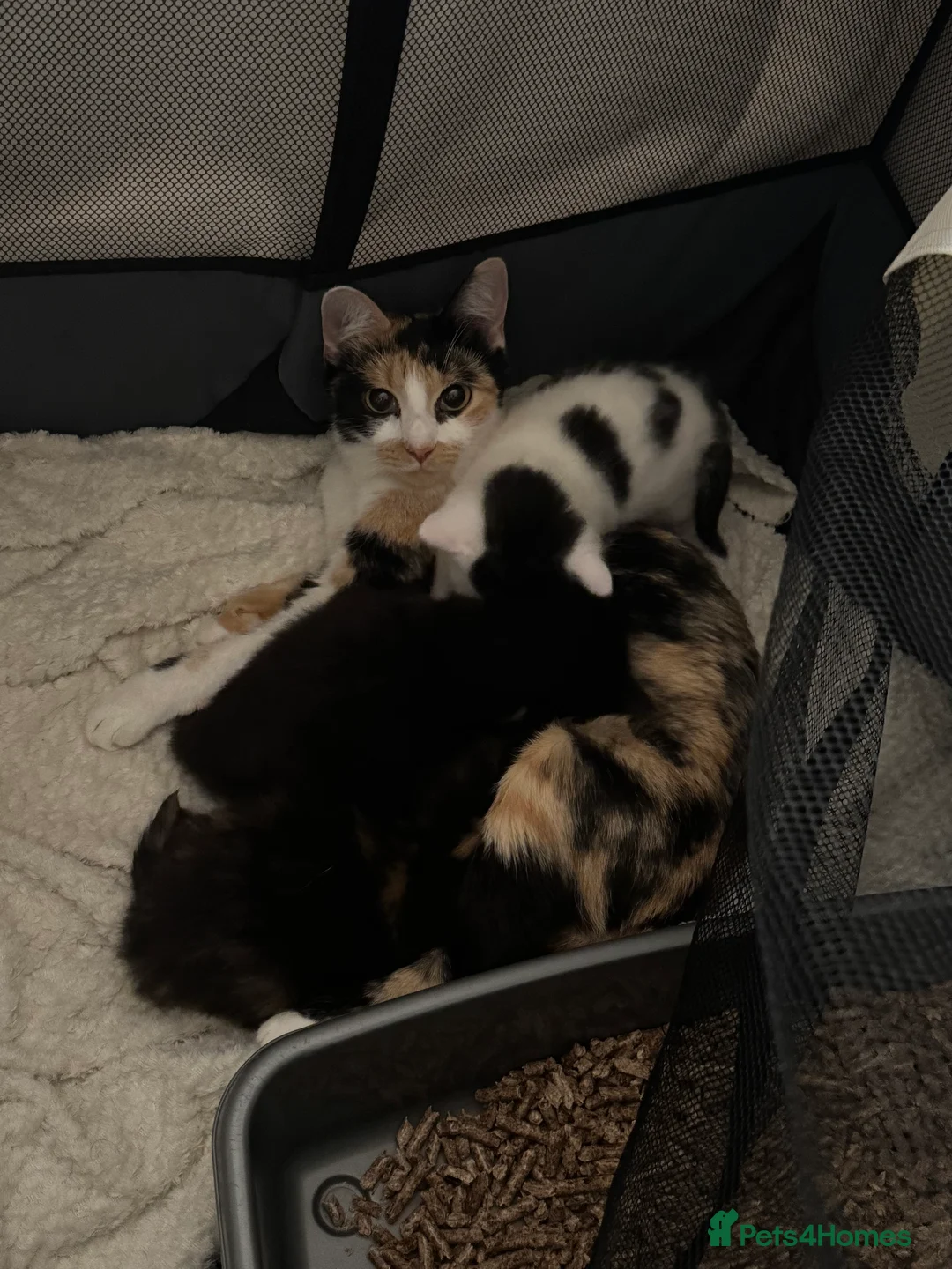 Mixed Breed cats for sale: 3 beautiful kittens  in London - Advert 2