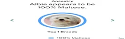 Maltese dogs for stud: Kc registered health tested stud proven - Advert 12
