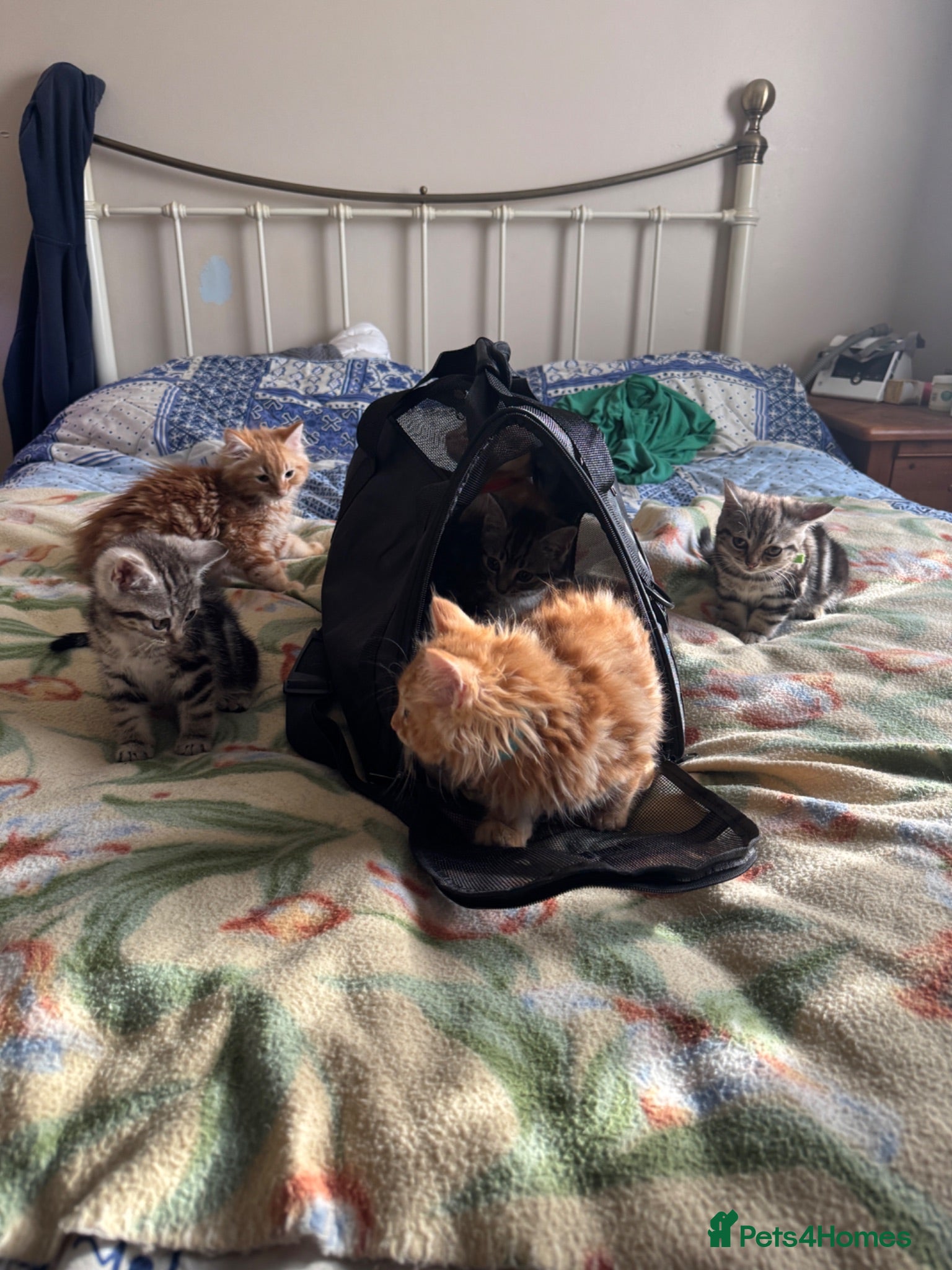 Mixed Breed cats 5 fluffy playful kittens looking for homes - Advert 1