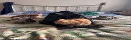 Mixed Breed cats for sale: 5 fluffy playful kittens looking for homes - Advert 1