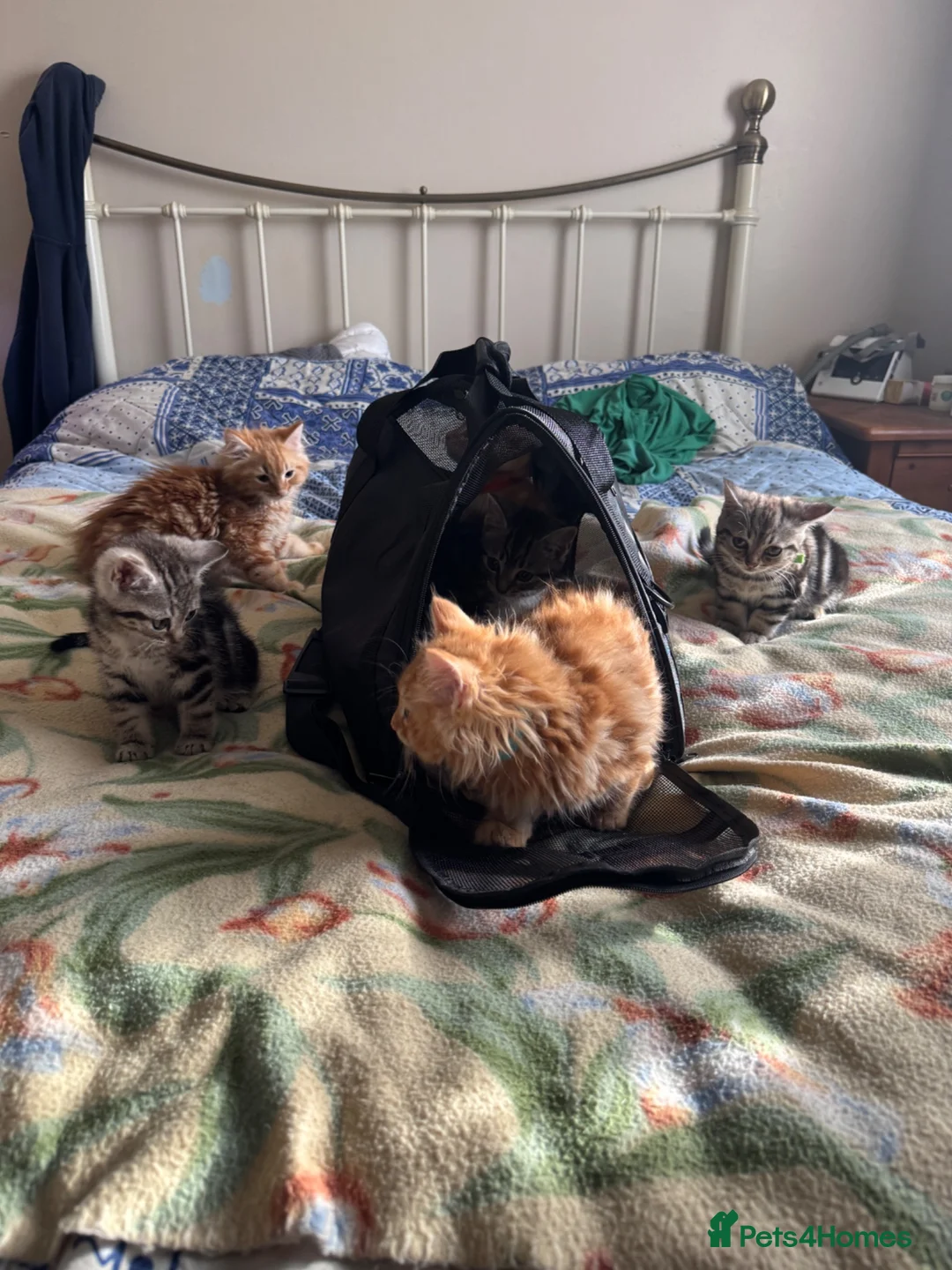 Mixed Breed cats for sale: 5 fluffy playful kittens looking for homes - Advert 1
