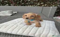 Miniature Dachshund dogs for sale: Long hair cream mini dachshund puppies 30th july in Liverpool - Image 1