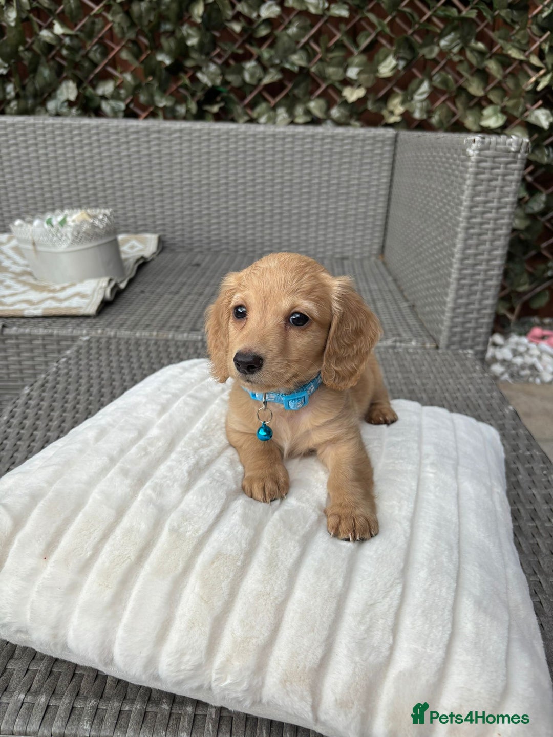 Miniature Dachshund dogs for sale: Long hair cream mini dachshund puppies 30th july in Liverpool - Image 1