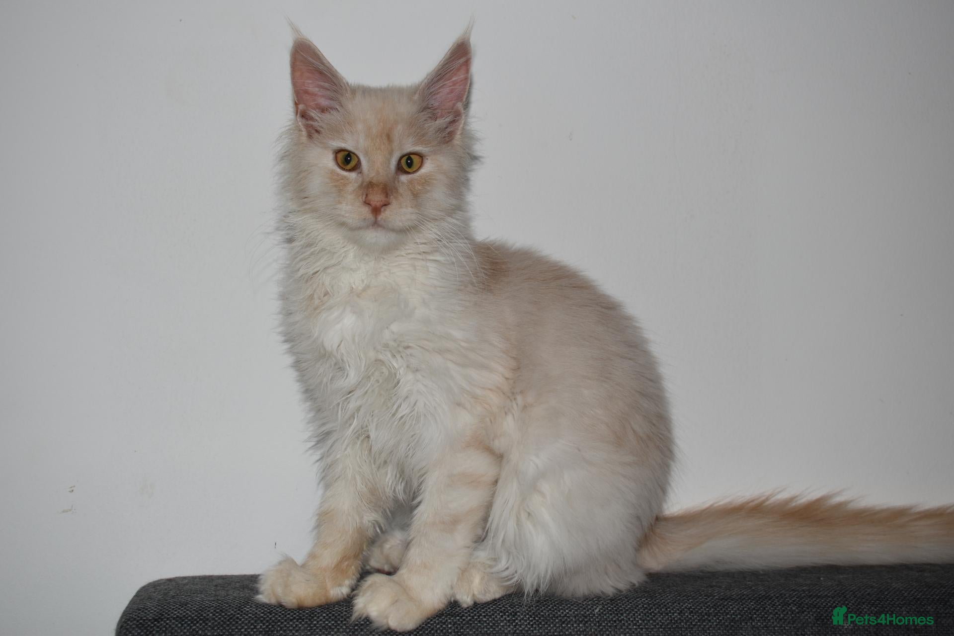 Maine Coon cats Red silver shaded boy - Advert 22
