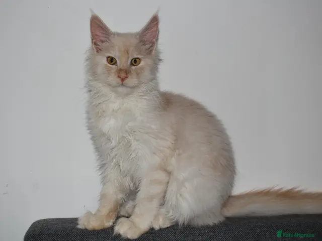 Maine Coon cats Red silver shaded boy - Advert 22