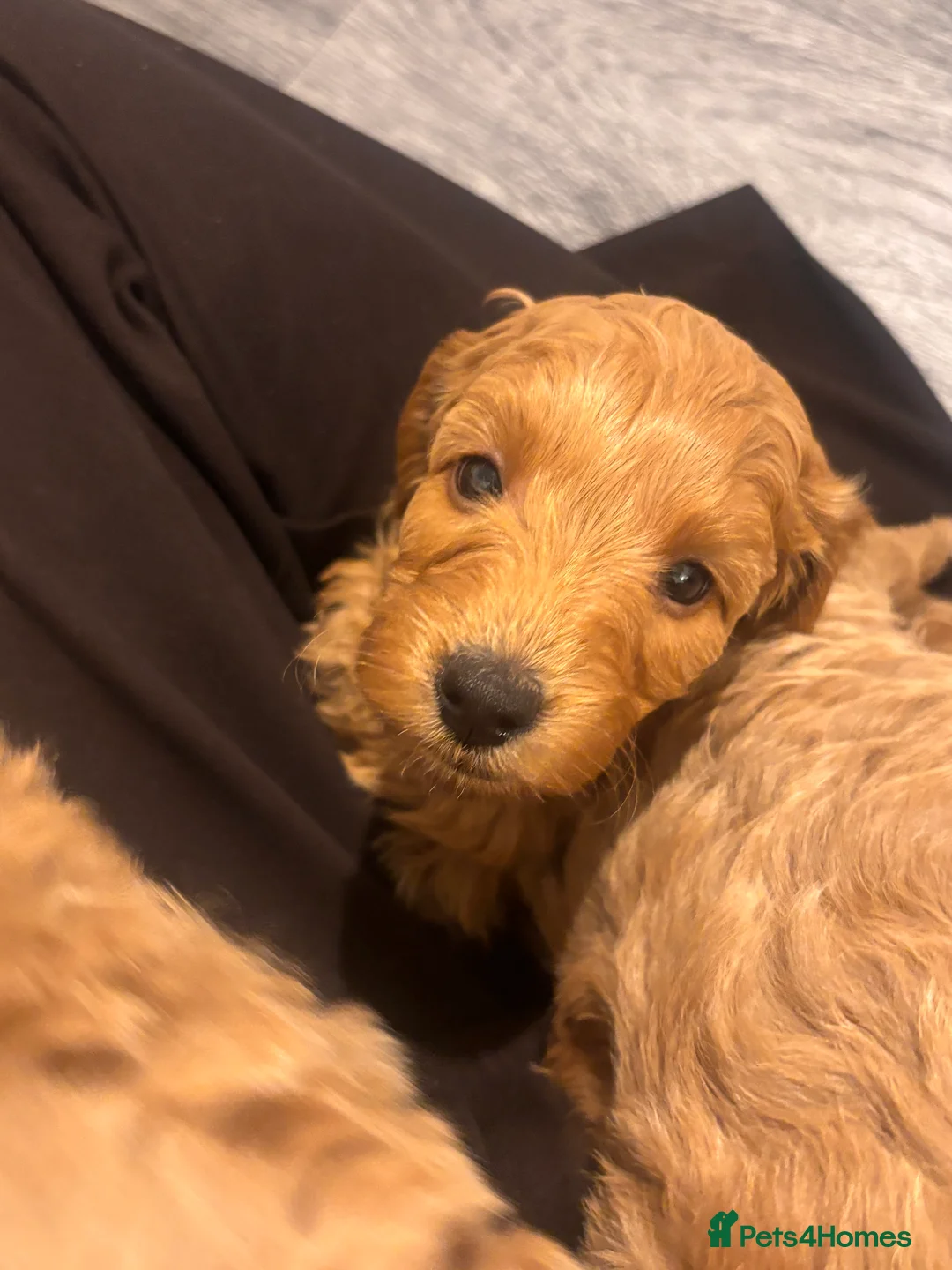 Cockapoo dogs for sale: Beautiful cockapoo puppies for sale  - Advert 6