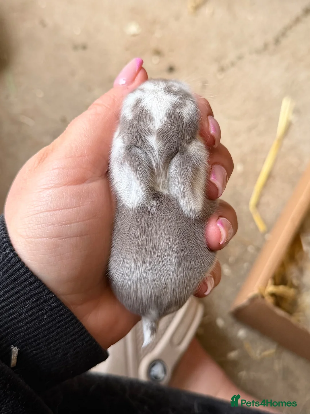 Mini Lop rabbits for sale: Baby Mini Lops - Advert 2
