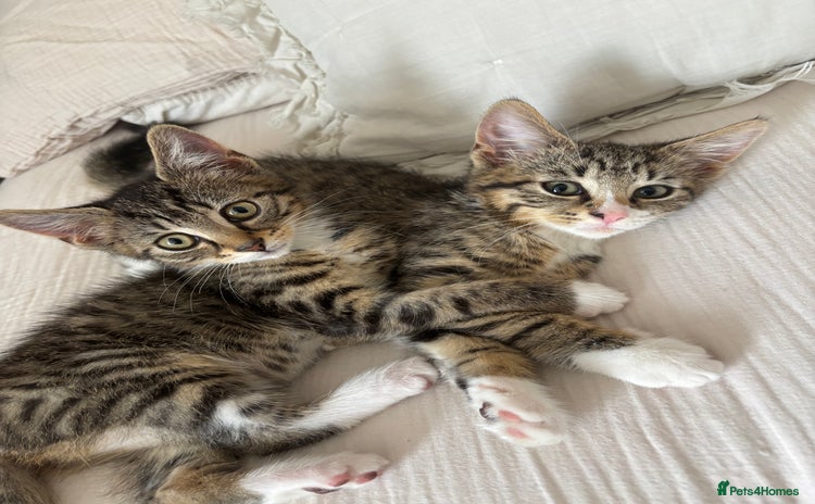 Domestic Shorthair cats - Advert 1
