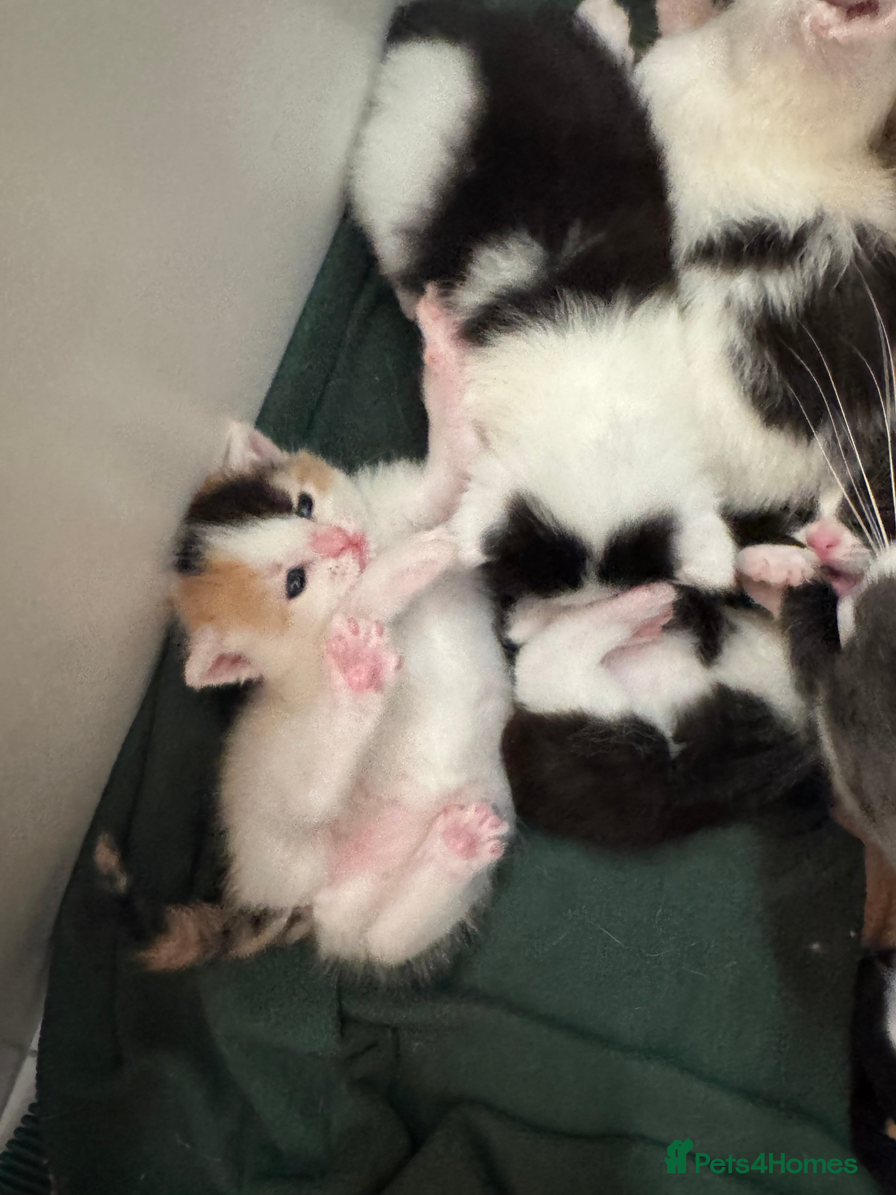 Mixed Breed cats Cute 4 kittens looking for loving home - Advert 1