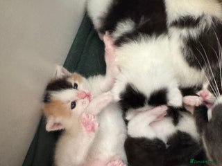 Mixed Breed cats Cute 4 kittens looking for loving home - Advert 9