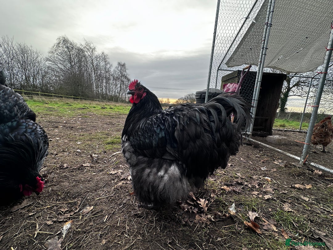 Chickens poultry for sale: Buff Orpington and Rhode Island Red Rooster - Advert 6