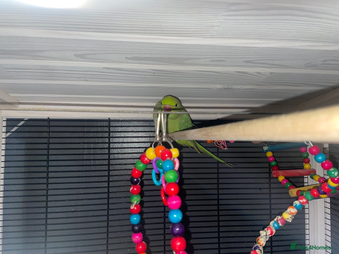 Ringnecks birds for sale: Green Indian ring neck  - Advert 2