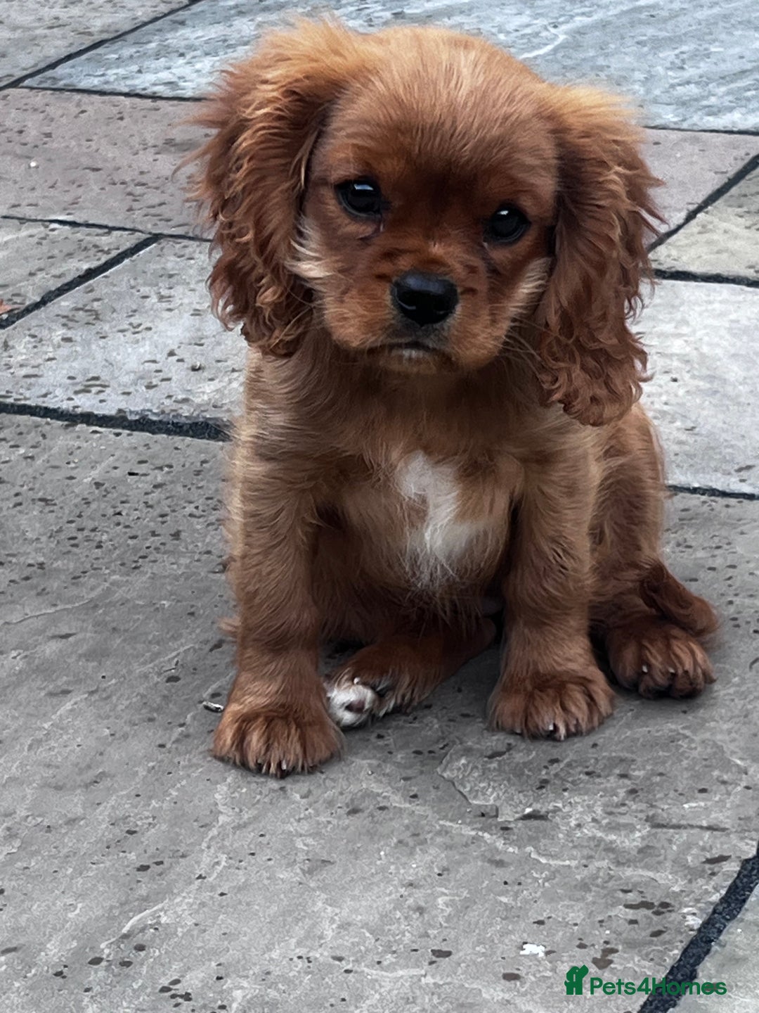 Cavalier King Charles Spaniel dogs for sale: KC cavalier King Charles dna clear  - Image 3