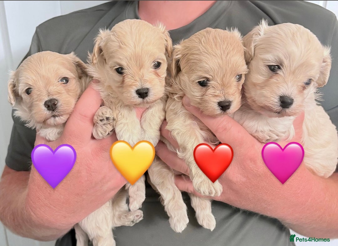 Maltipoo dogs for sale: 4 gorgeous F1 Toy Maltipoo girls 🩷 - Image 8