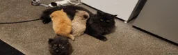 Persian cats for sale: Pure Persian Parents and kittens for sale in Hinckley - Advert 3