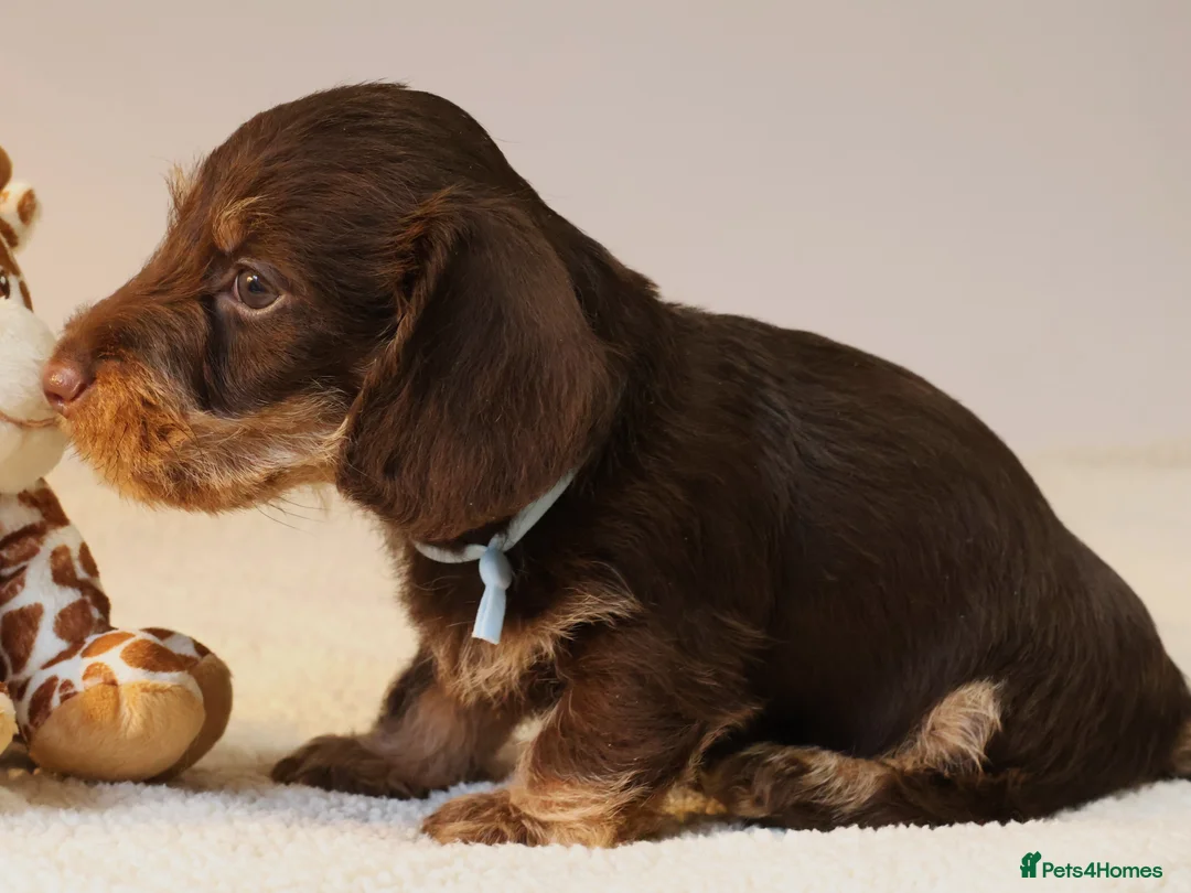 Miniature Dachshund dogs for sale: Choco+Wirehaired+5*Licensed+Kc+Praclear+Vetchecked - Advert 34