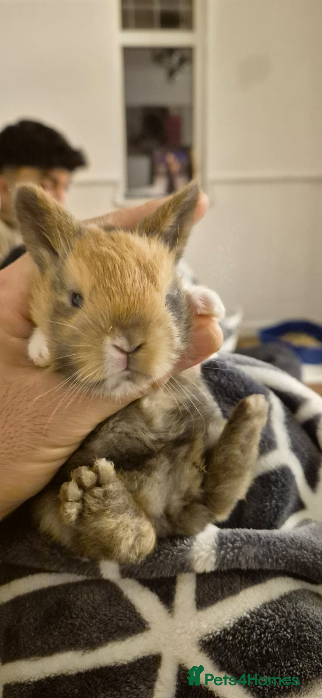 Tri Coloured Dutch rabbits for sale: They are 22 days old and mix Dutch and Rex  - Advert 9