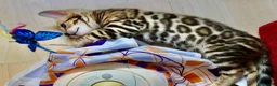 Bengal cats for sale: Beautiful Bengal kittens - Advert 8