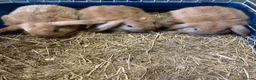Mini Lop rabbits for sale: Adorable Mini Lop Baby Bunnies  - Advert 6