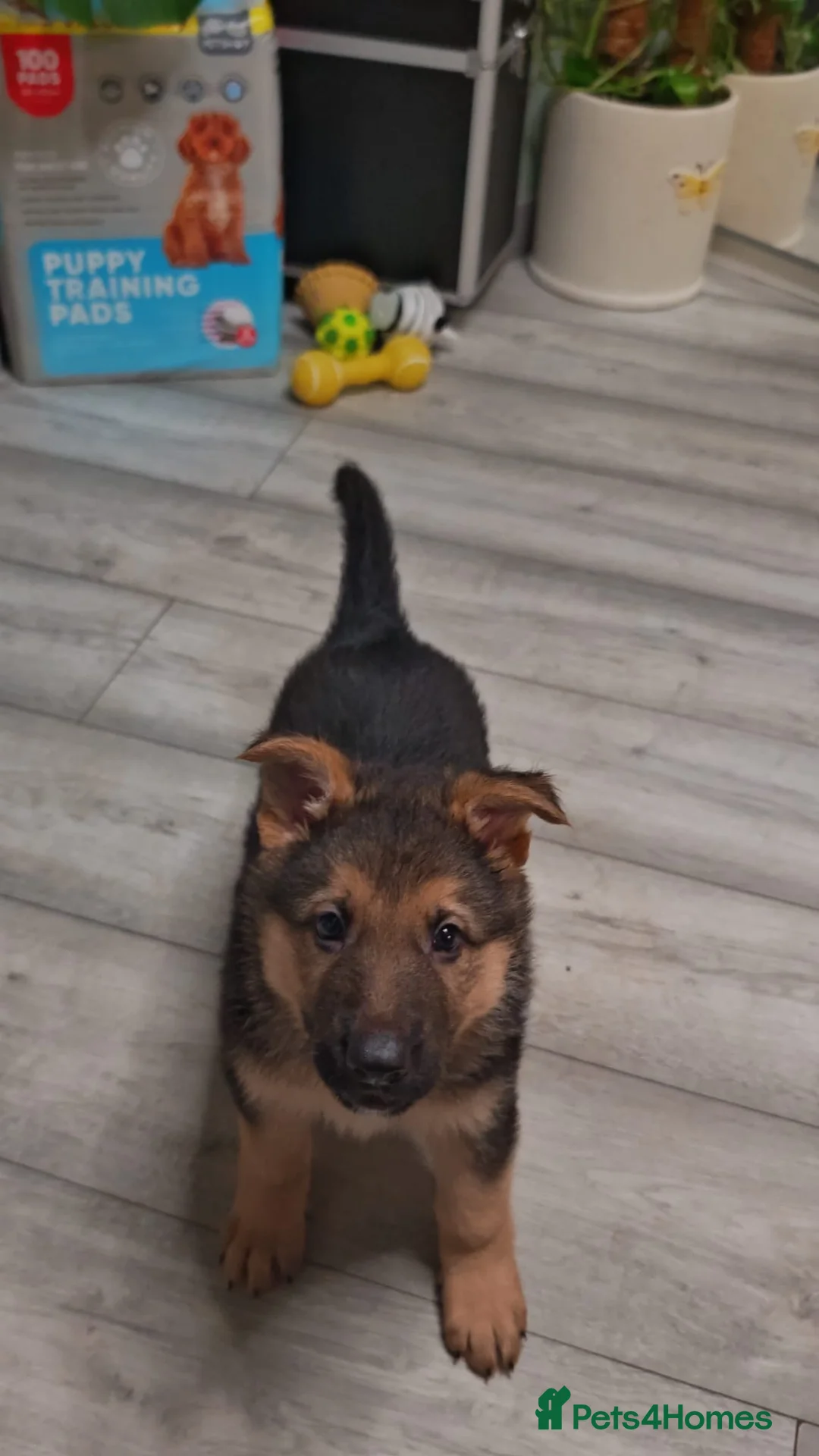 German Shepherd dogs for sale: German shepherd puppies - Advert 15