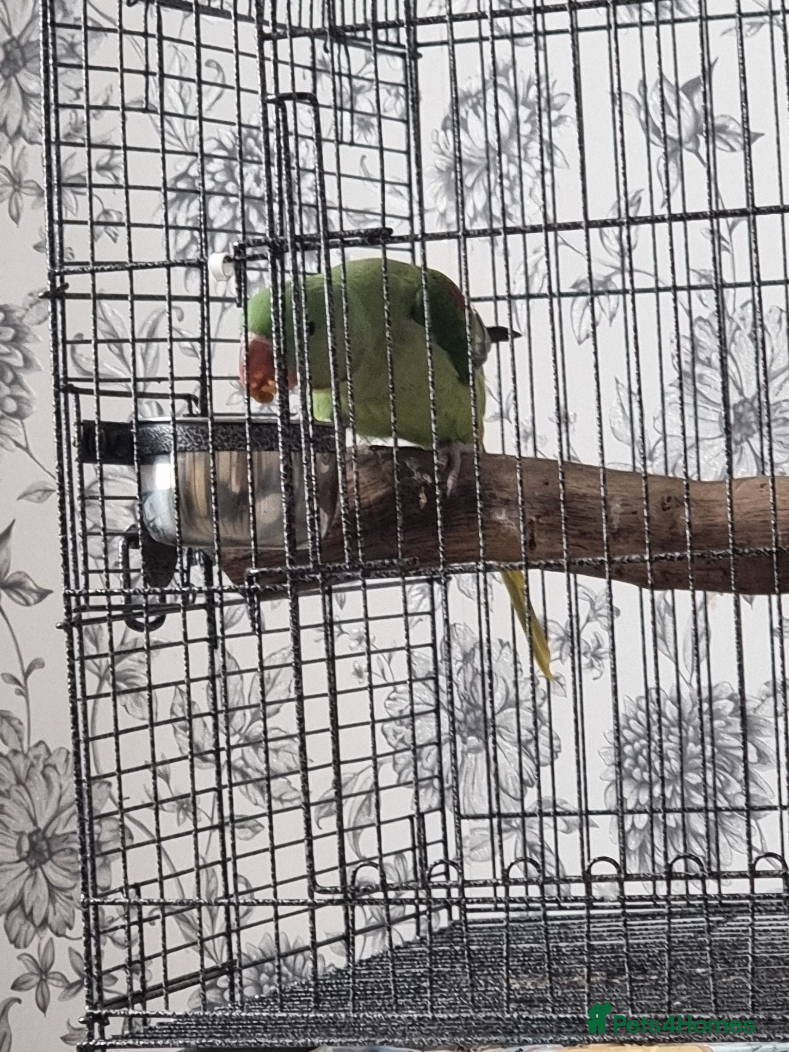 Parrots birds Beautiful Baby Alexandrine talking parrot - Advert 8
